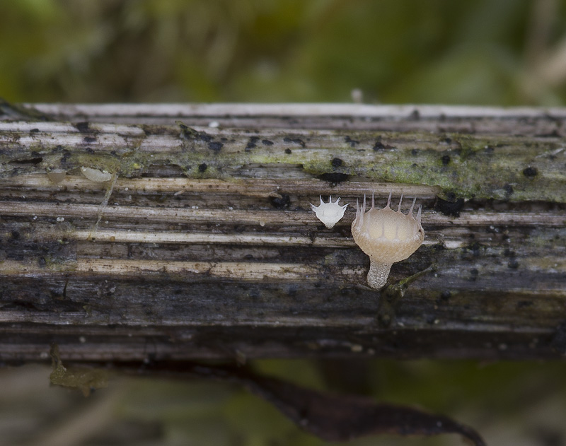 Cyathicula coronata